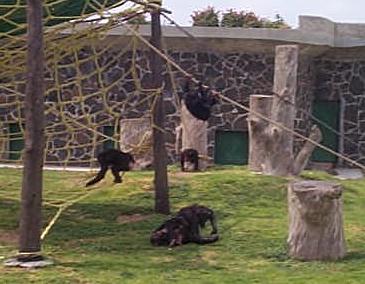 Photo 23: chimps