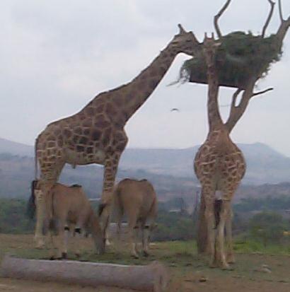 Photo 1: giraffes