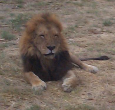 Photo 12: lion1