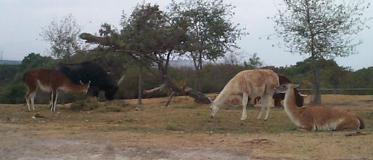 Photo 5: llama