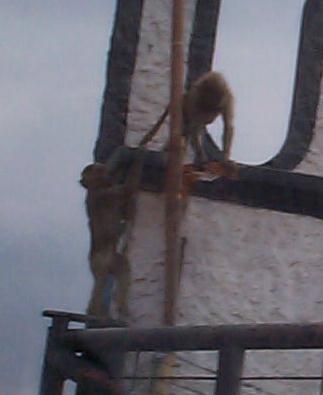 Photo 10: monkeys1
