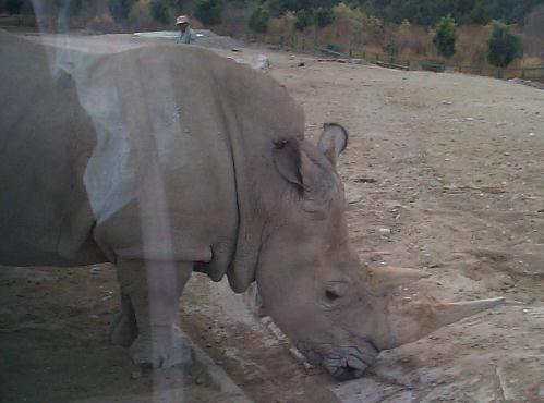 Photo 8: rhino1