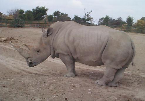 Photo 9: rhino2