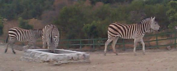 Photo 7: zebras